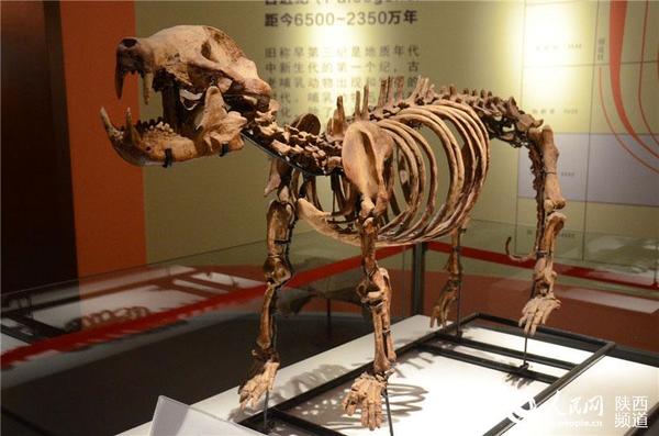 西北大学博物馆馆藏的欢庆石门兽骨骼标本 张龙摄影