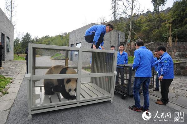 装运大熊猫园欣。