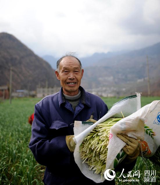 冉崇年老人正在收割蒜薹。（姜锦摄）