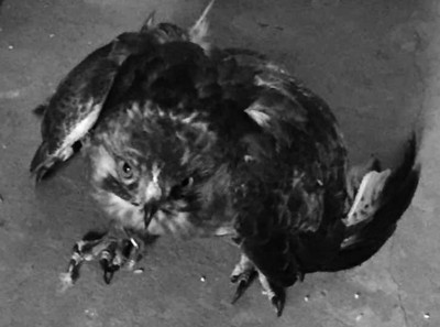 鹰隼大王飞饿了 硬闯民宅找吃的|老鹰|陶伟