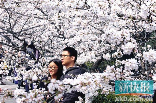 ■武大樱花已成武汉名景。