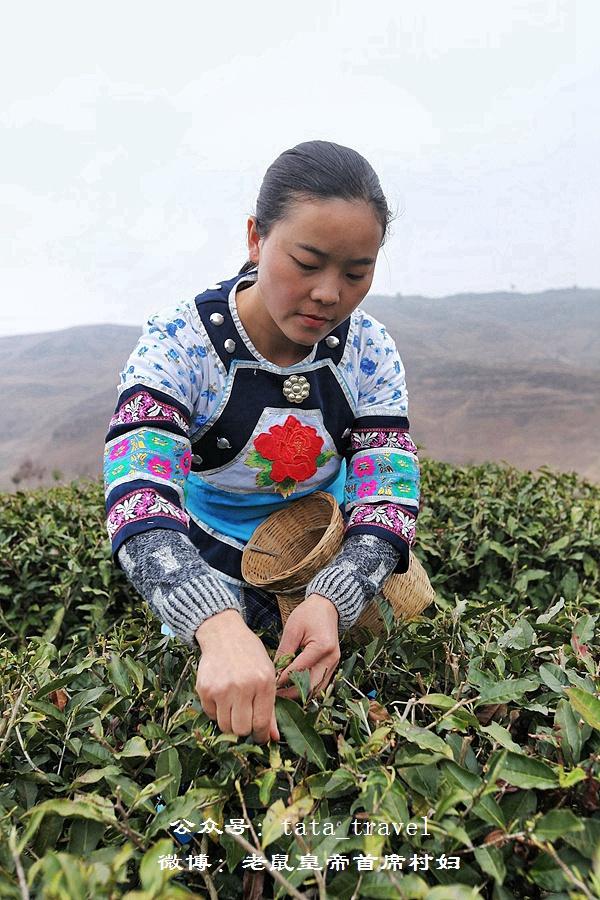 海葩苗的最美茶仙子：颜好心灵美