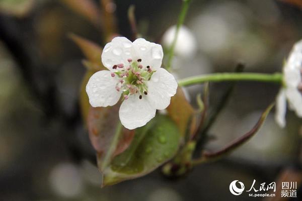 朵朵梨花在晨露中显得愈发娇嫩。(图片由长宁县委宣传部提供)