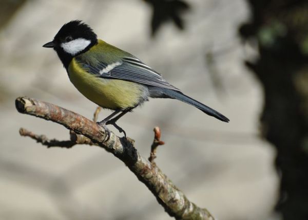 研究称大山雀有造句语言能力:可组合十多种音