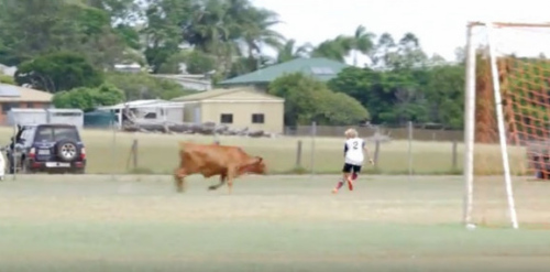 奔牛闯入青少年足球比赛 追得球员拔腿狂奔(图