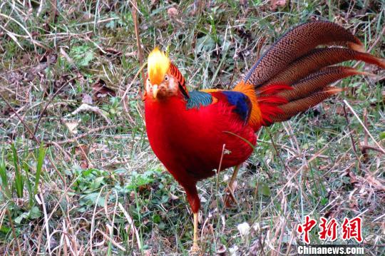 红腹锦鸡是国家二级保护动物。　朱晓琴　摄