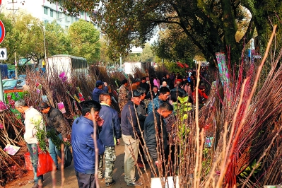 “柴头会”的苗木市场一角，熙来攘往。