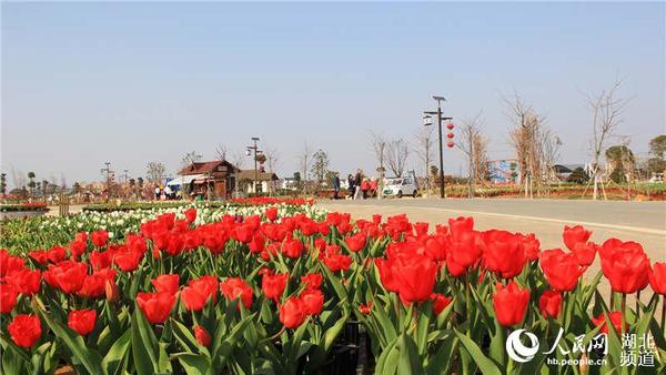孝感金卉庄园第二届郁金香赏花节吸引众多游客。殷其红摄