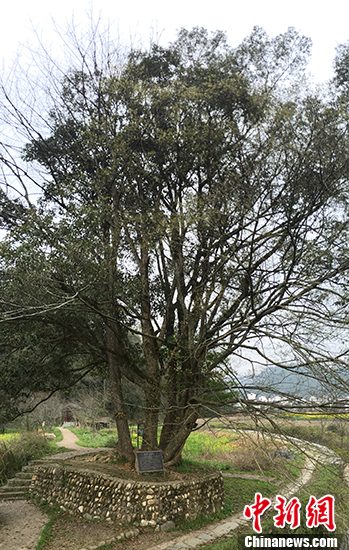 中华六合树分别为黄连木、樟树、糙叶树、朴树和苦槠树。 苏路程 摄