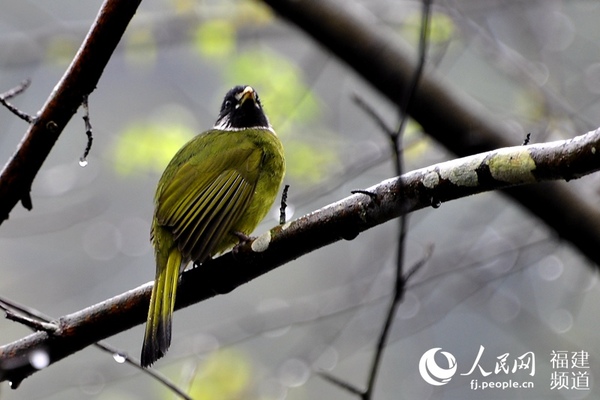 独处群嬉动静皆宜的橙腹叶鹎。 吴隆重 摄于福州森林公园