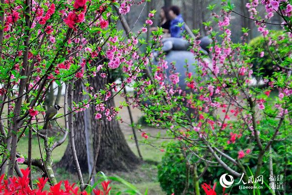 春花烂漫,闹中取静的白头鹎。 吴隆重 摄于福州东江滨