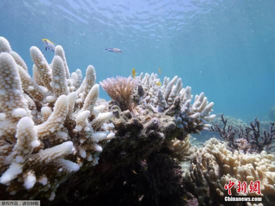 澳大堡礁珊瑚白化严重 环保组织吁遏止全球变