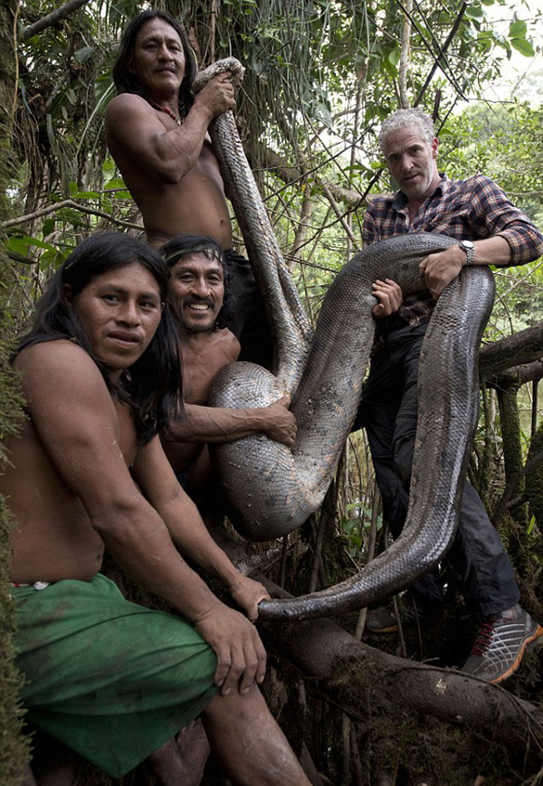　　近日，厄瓜多尔亚马逊丛林现5.1米世界最长水蟒。（网页截图）