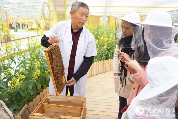 近距离观看蜂巢