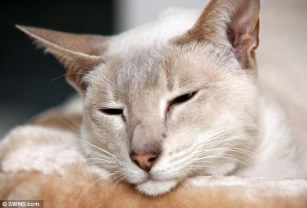 英国一只名叫Cupcake的暹罗猫潜进邮包内,被主人连同光盘一并寄出。(图片来源:《每日邮报》)