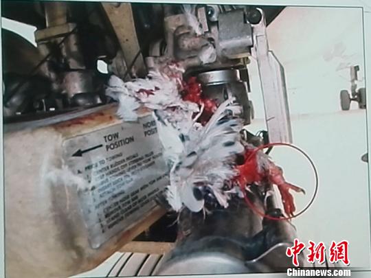 发生信鸽撞击航空飞行器后，发现鸟类尸骨残骸。　乌鲁木齐国际机场分公司供图 摄