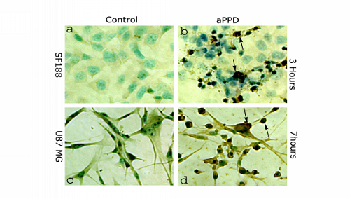 稀有人参皂苷影响肿瘤细胞分裂周期,诱导凋亡示意图