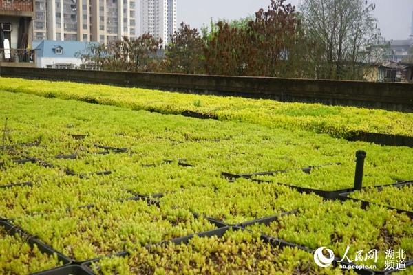 武汉城管免费为市民打造空中花园 帮居民社区