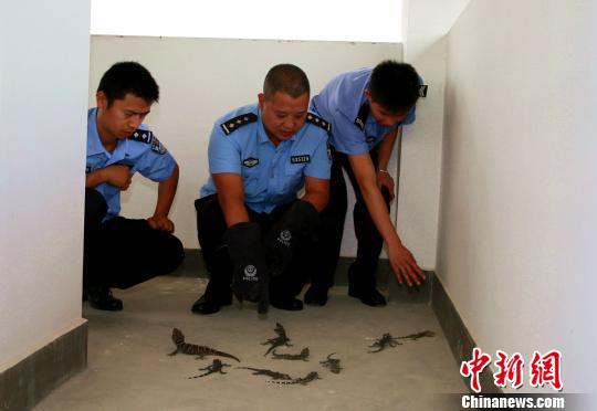 图为森林公安民警将大壁虎放生保护区防火嘹望塔内 常宗波 摄