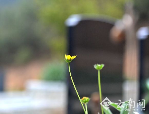 晋福古园的生态葬区域 李星佺 摄