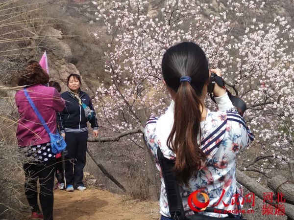 图为游客在杏花树下拍照。王红 摄