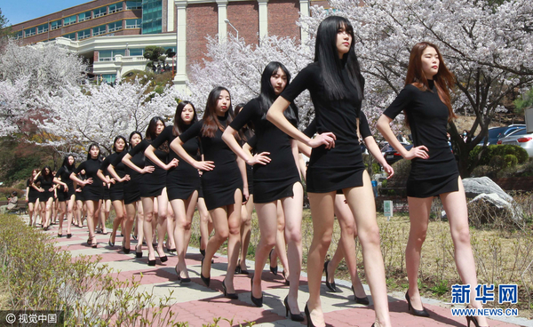 当地时间2016年4月5日，韩国大田，大德大学模特专业的女学生在樱花树下上课，学走台步齐秀大长腿。图片来源：视觉中国