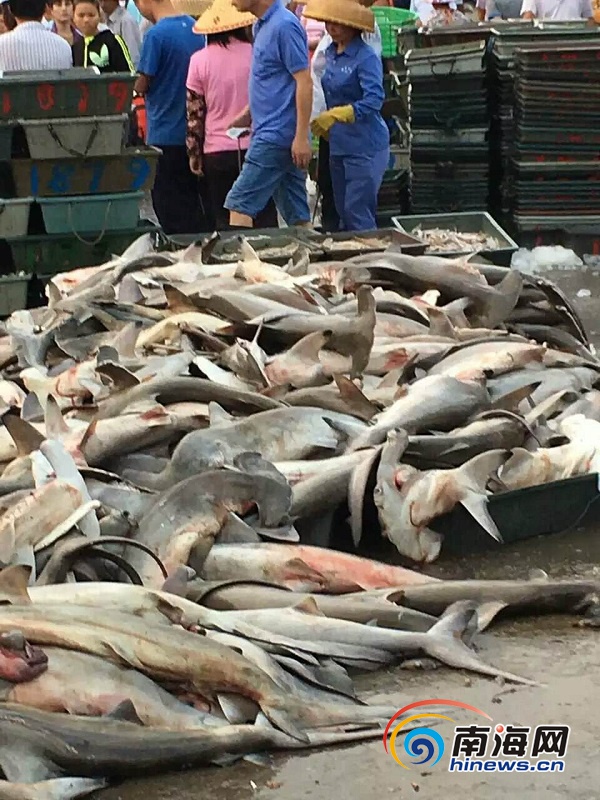 4月9日，有网友在朋友圈中发消息称，三亚水产码头当街低价售卖濒危保护动物锤头鲨，数量达近百条。网友供图