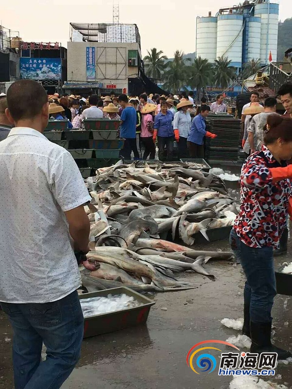 　　4月9日，有网友在朋友圈中发消息称，三亚水产码头当街低价售卖濒危保护动物锤头鲨，数量达近百条。网友供图