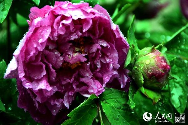 南昌青山湖区的天香园内，牡丹花争奇斗艳。