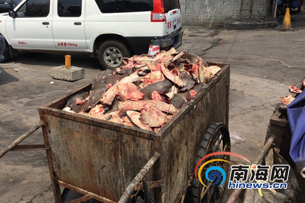 　　水产码头附近垃圾车中装满了鲨鱼头。南海网见习记者叶俊一摄