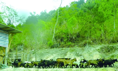 ▲挂钩帮扶发展畜牧业养殖。