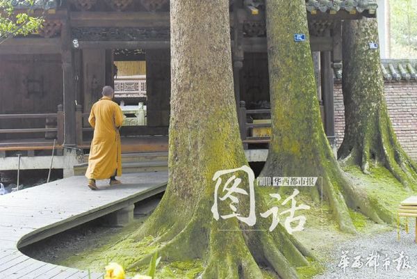 林中最小的楠木树龄也在250年以上，最大的有千多年历史。