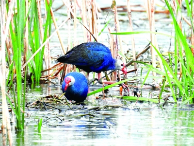 观鸟爱好者拍摄的紫水鸡。 野鸟 摄