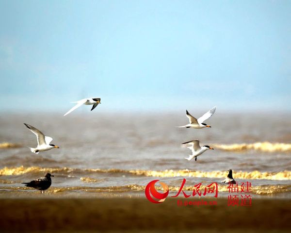 中华凤头燕鸥降落。 斑马 摄