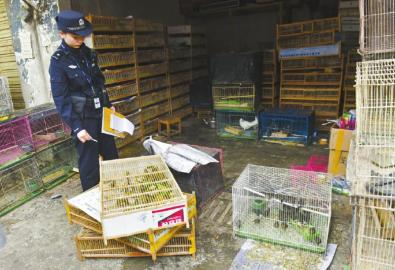 13日，警方在黄田坝鸟市查获近600只野生鸟类。