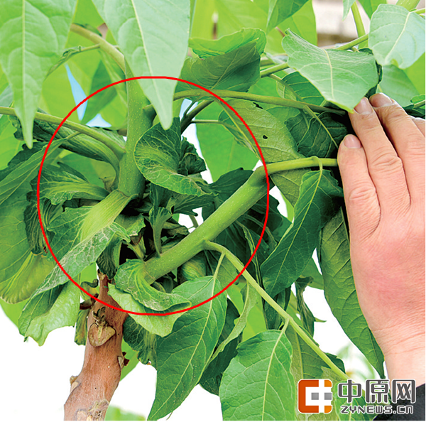 和“上海青”极为相似的青菜叶,混在椿树叶中