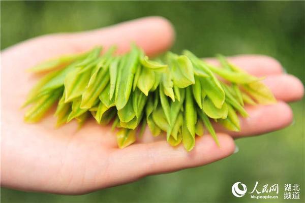 湖北夷陵:茶树长出黄金芽 生态白茶富农家|采