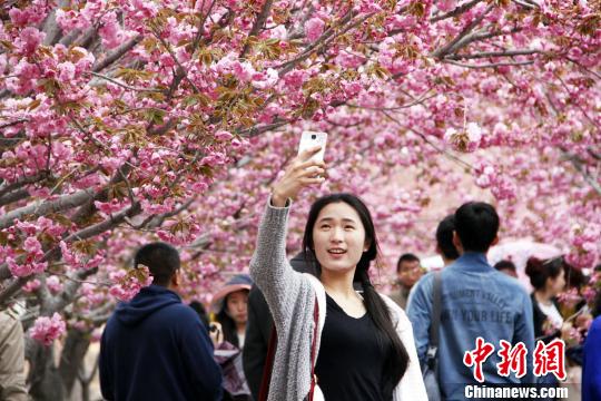 盛开的樱花吸引了大量游客及摄影爱好者前来观赏。　张玉雷　摄