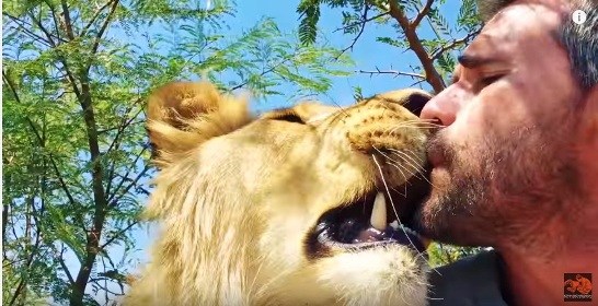 南非著名“狮语者”凯文·理查德森与“大猫”亲密互动。