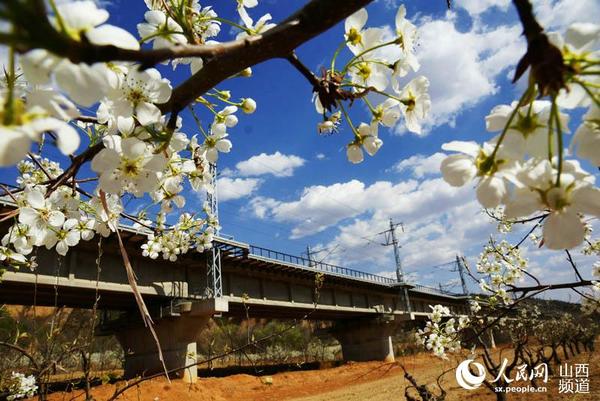 瓦日铁路穿行于梨花雪海中 郝微微 摄