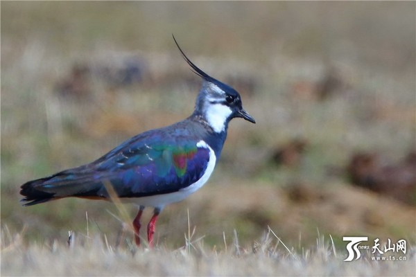 4月18日拍摄于哈巴河县什坎齐村湿地的凤头麦鸡。