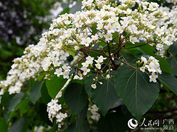 4月19日，在广西昭平县走马镇西坪村，蝴蝶在桐油树花丛中穿梭飞舞采花酿蜜