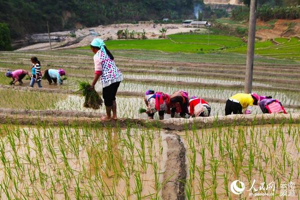 图为澜沧县竹塘乡少数民族群众在田里插秧的忙碌情景。 摄影:尹世章