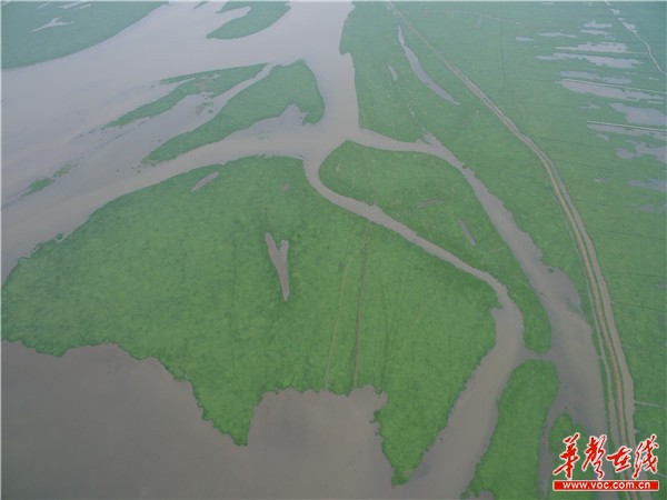 东洞庭湖湿地的美，美得不动声色。