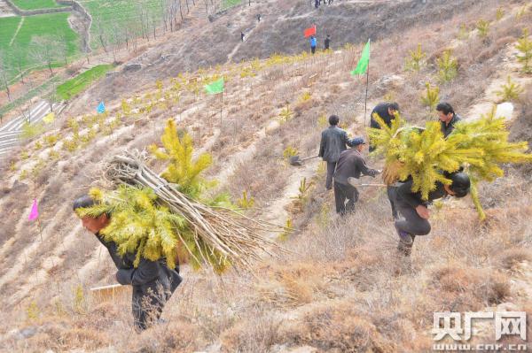 舟曲县干部群众克服重重困难，荒山造林（舟曲县委宣传部提供）