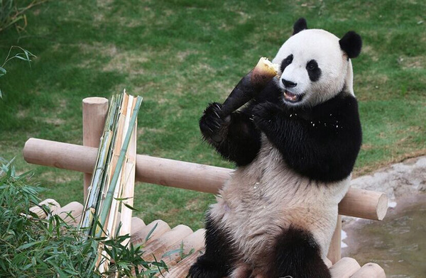 熊猫“乐宝”正在吃着竹子（网页截图）