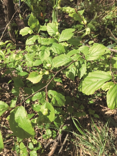 溧阳发现 国宝级濒危植物