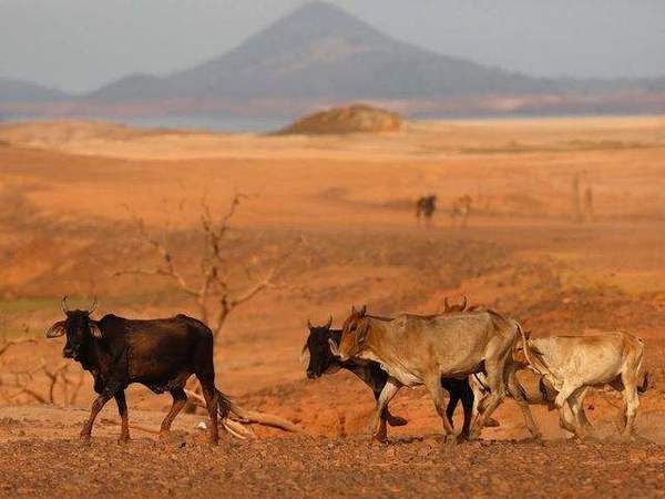 干涸。(图片来源:互联网)