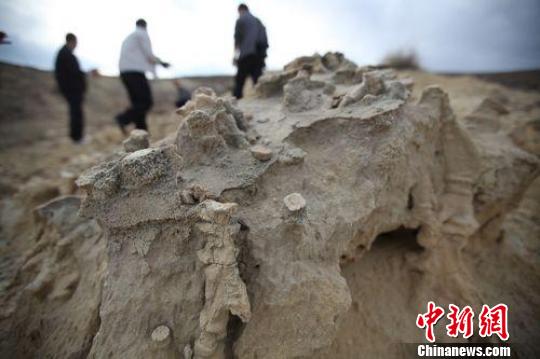 在新疆和布克赛尔蒙古自治县，发现大面积露天动物骸骨化石。　许云峰　摄