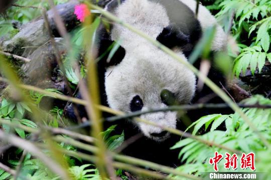龙溪-虹口国家级自然保护区发现的大熊猫。　